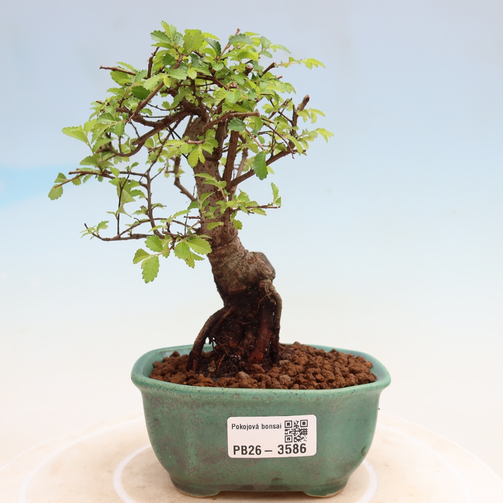 Kamerbonsai - Ulmus parvifolia - Winteriep
