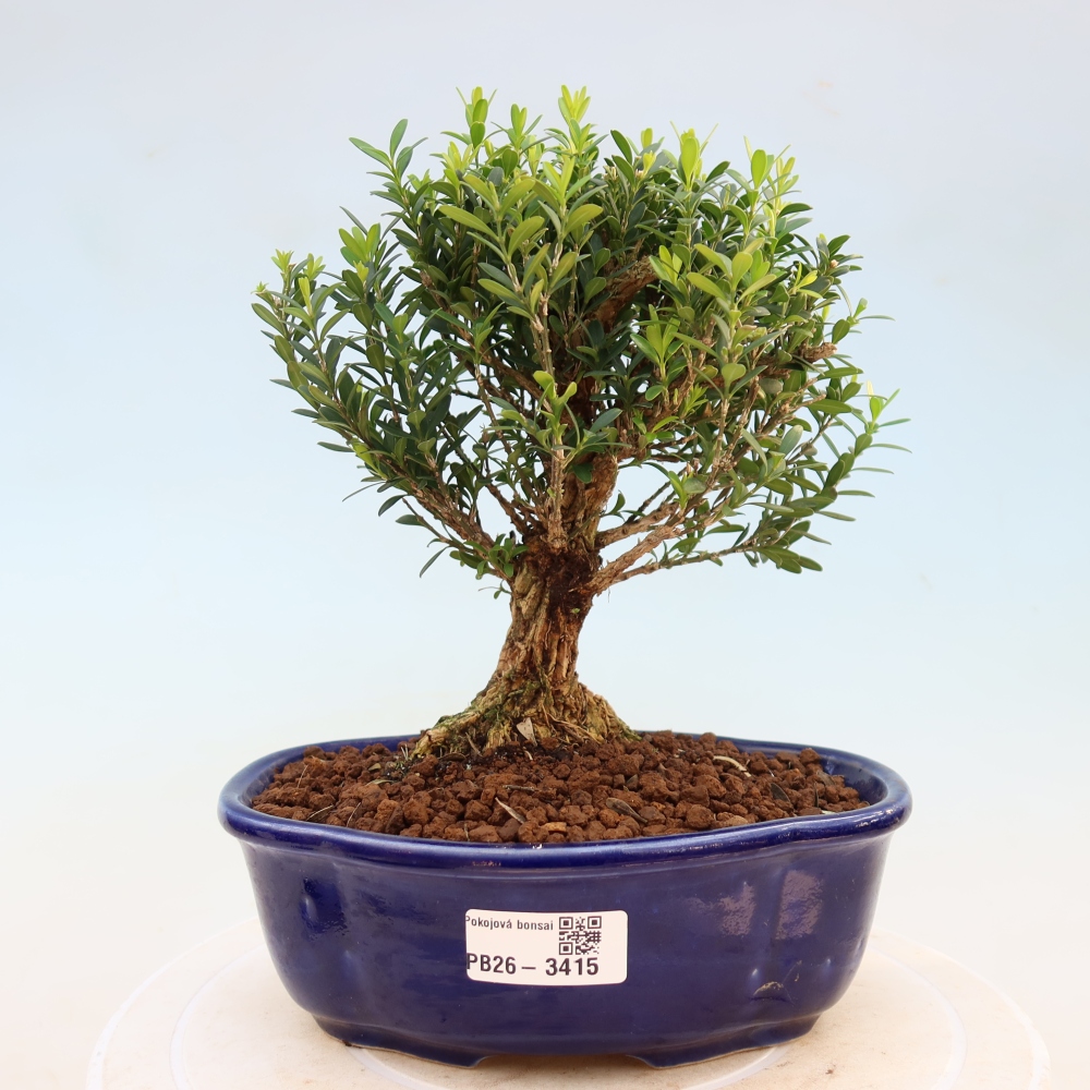 Kamerbonsai - Buxus harlandii - kurk buxus