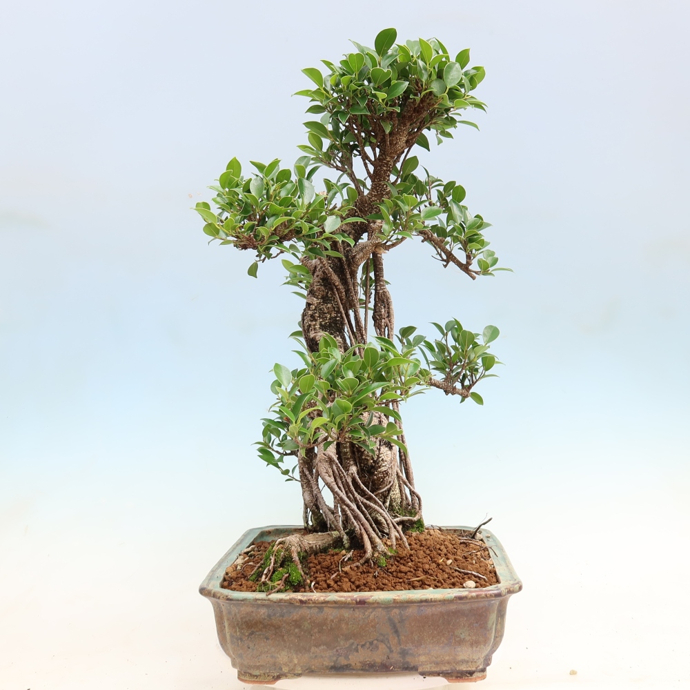 Kamerbonsai - Ficus kimmen - kleinbladige ficus