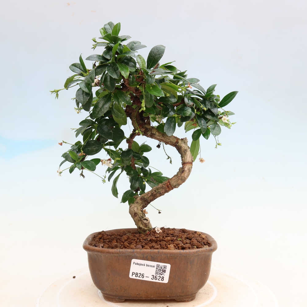 Kamerbonsai - Carmona macrophylla - Thee fuki