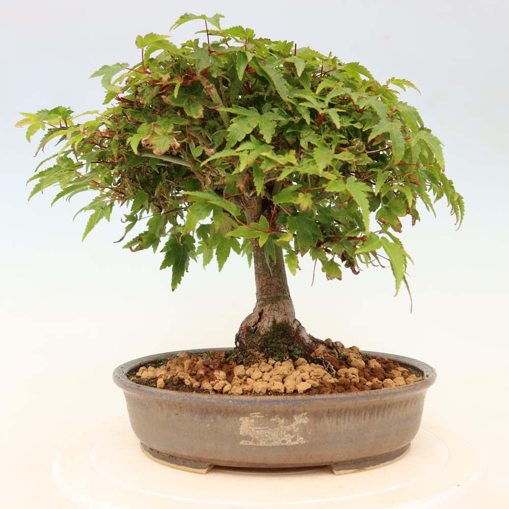 Acer palmatum KIOHIME - Palmeta-esdoorn