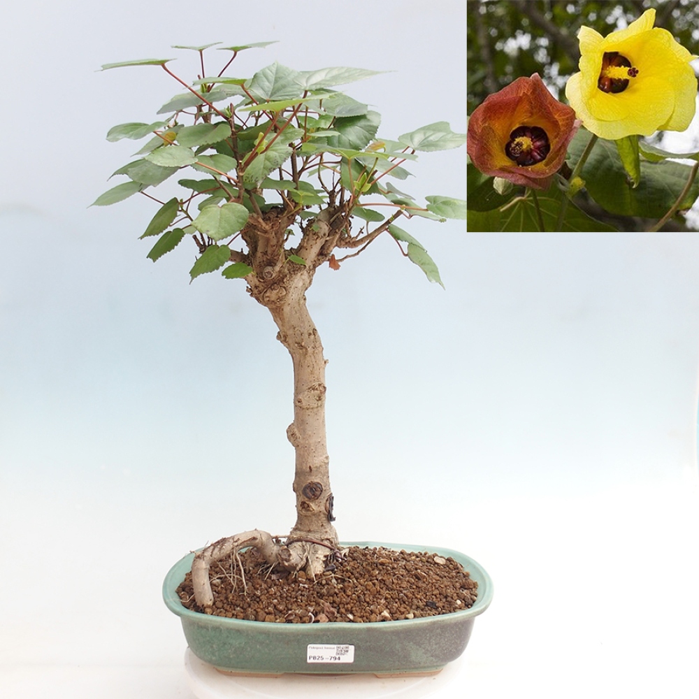 Bonsai voor binnen - Hibiscus tiliaceus - Zee Hibiscus