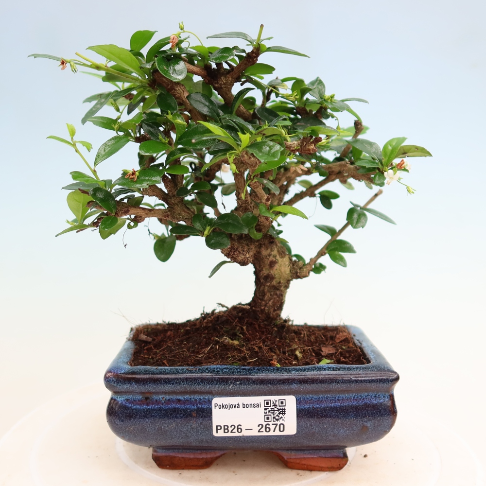 Kamerbonsai - Carmona macrophylla - Thee fuki