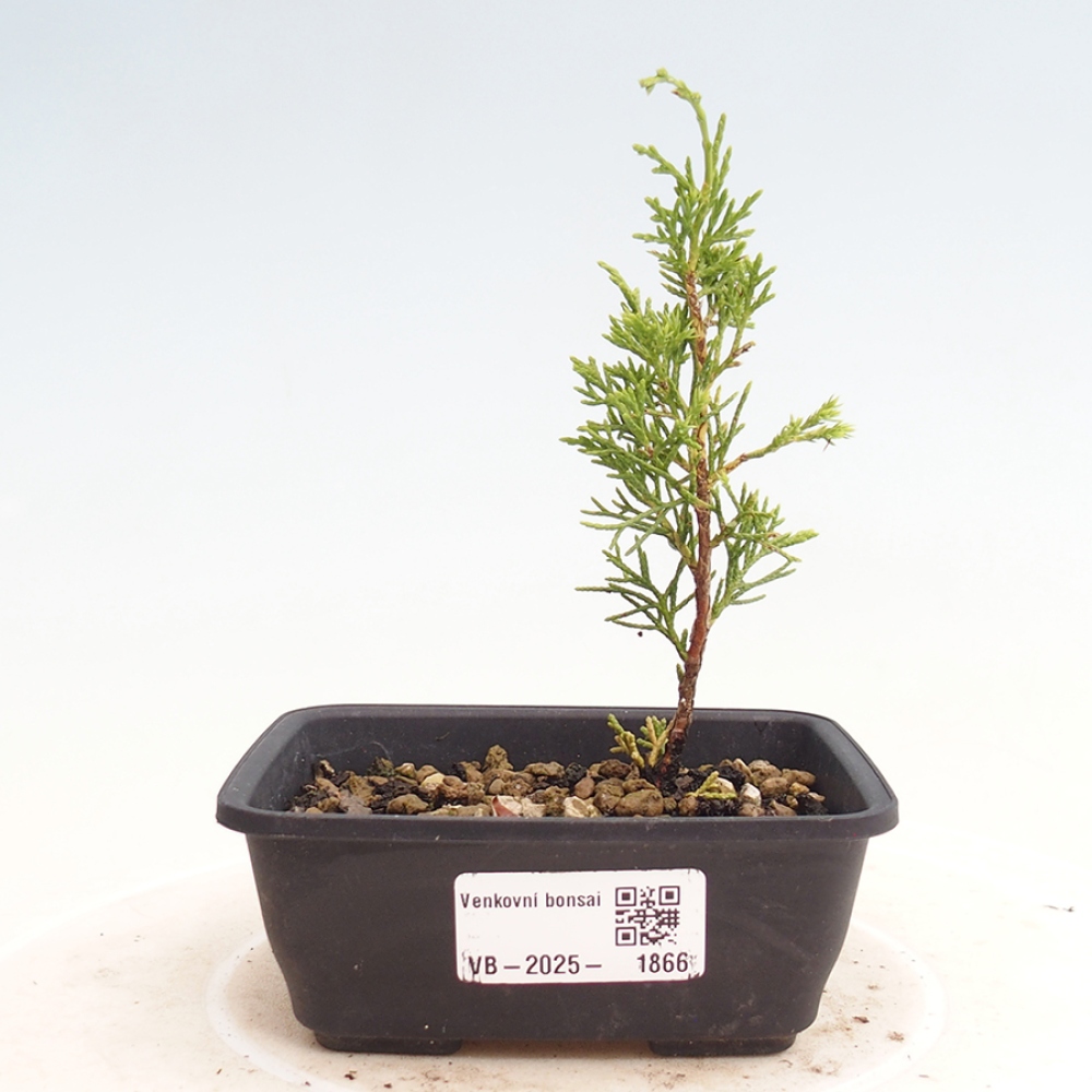 Bonsai voor buiten - Juniperus chinensis Itoigawa