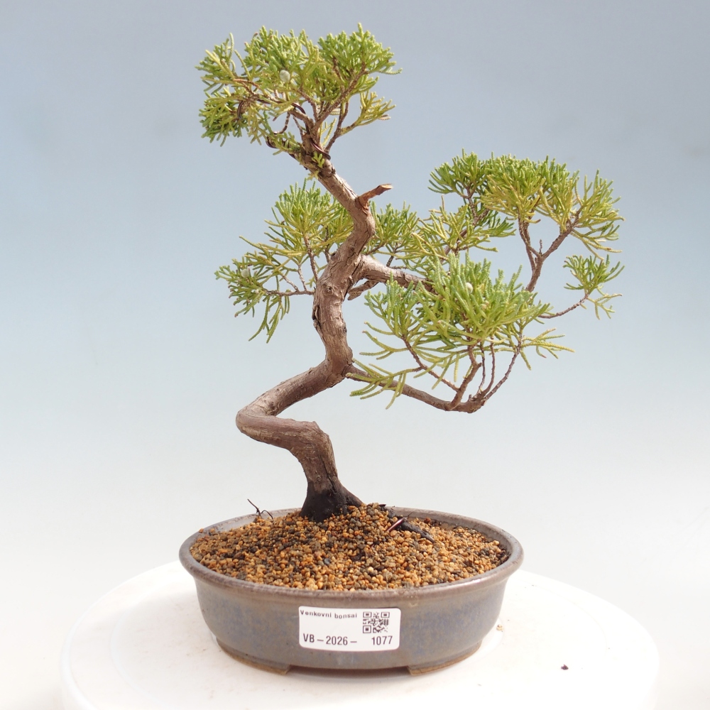 Bonsai voor buiten - Juniperus chinensis Kishu