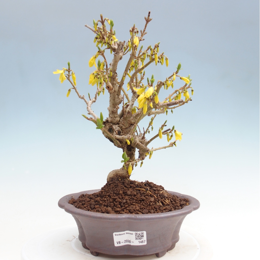 Bonsai voor buiten - Zlatice - Forsythia koreana