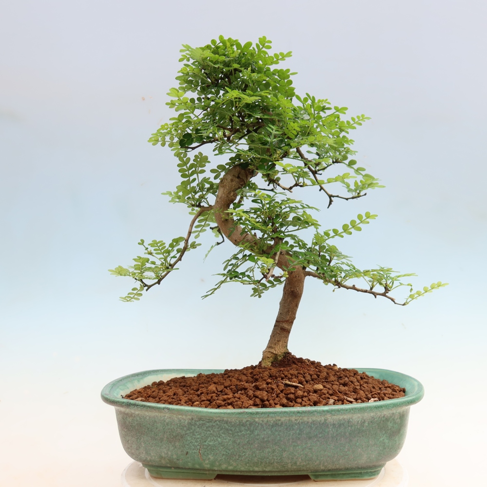 Kamerbonsai - Zantoxylum piperitum - peperboom