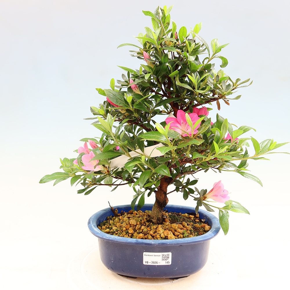 Bonsai voor buiten - Japanse Azalea - Azalea Reiko