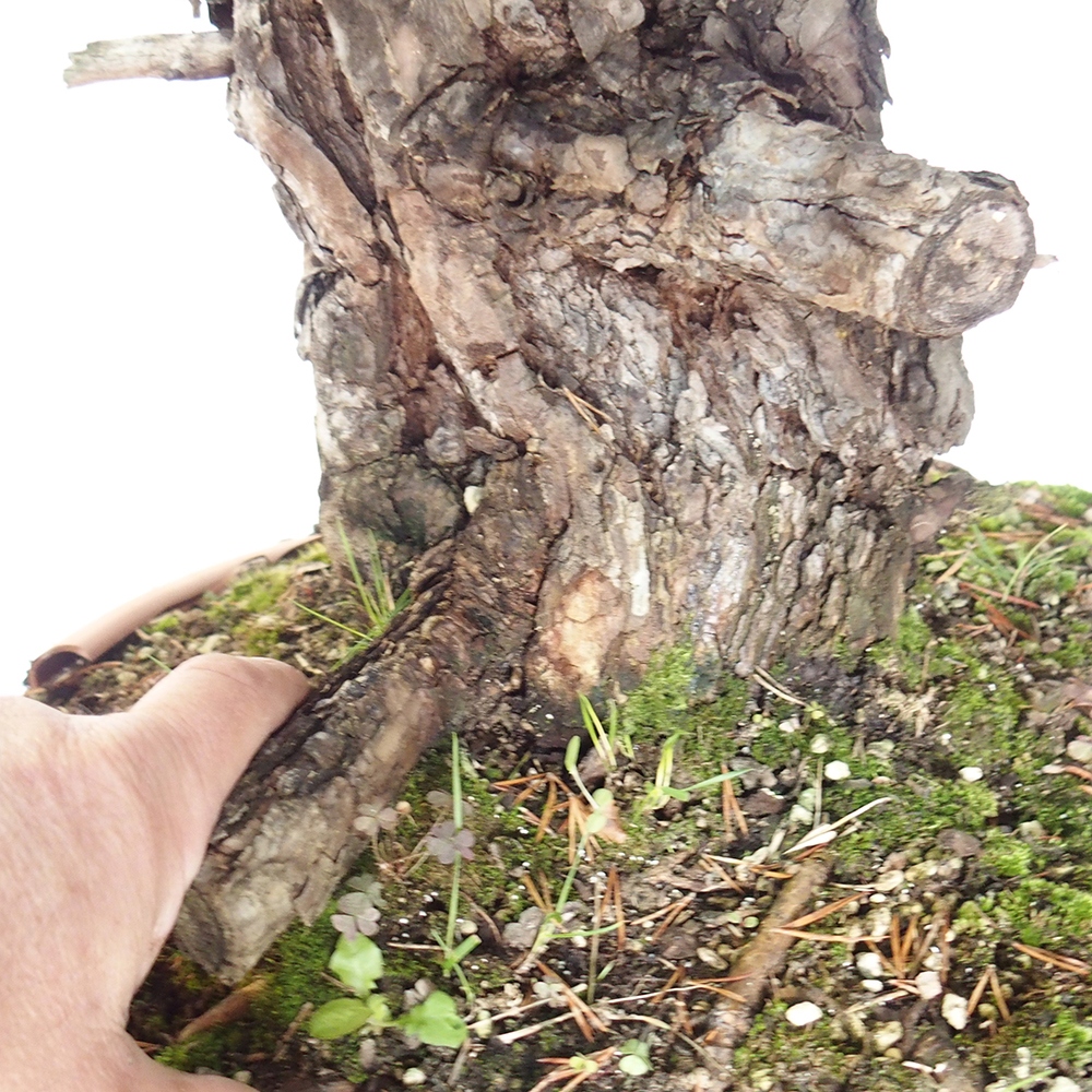 Yamadori - Pinus sylvestris Spanje