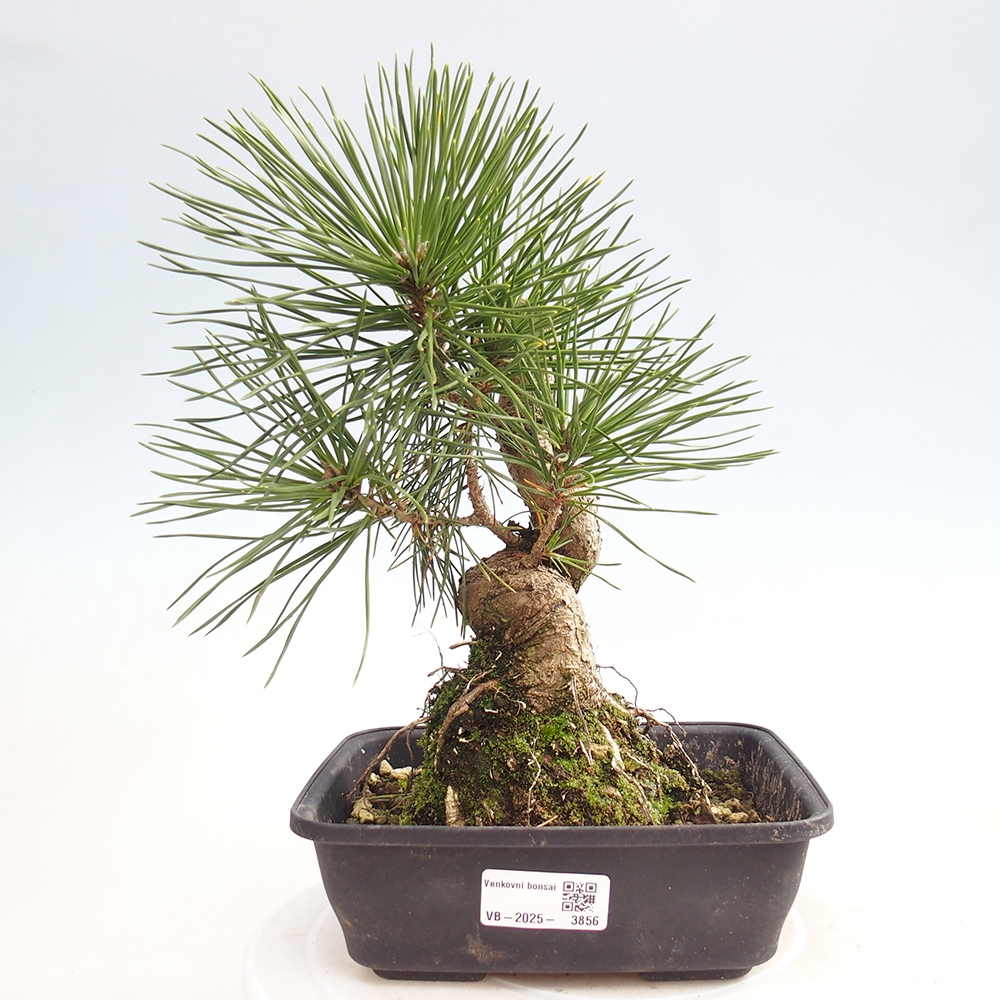 Bonsai voor buiten - Pinus thunbergii - Thunberg den