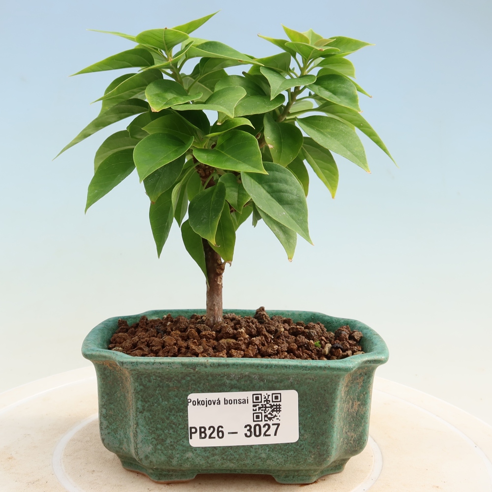 Kamerbonsai - Bouganwilea
