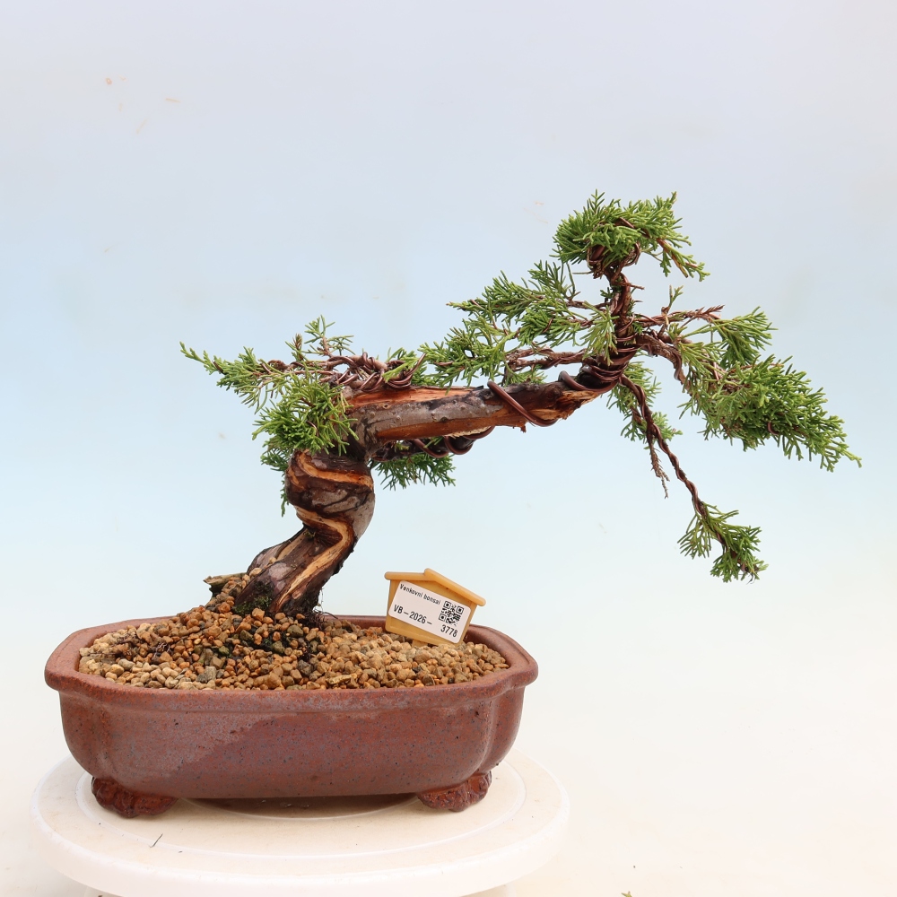 Bonsai voor buiten - Juniperus chinensis Itoigawa-Juniperus chinensis