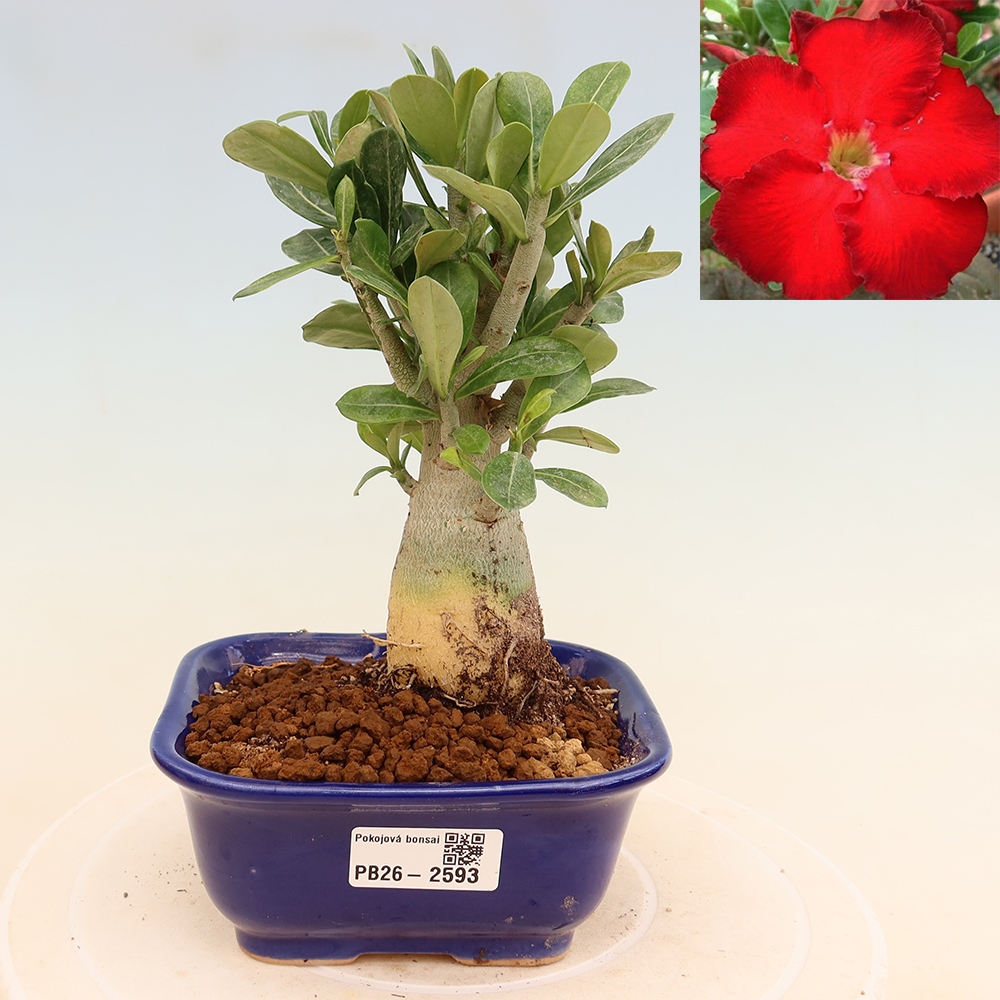 Kamerbonsai - Adenium obesum Red Star - Woestijnroos