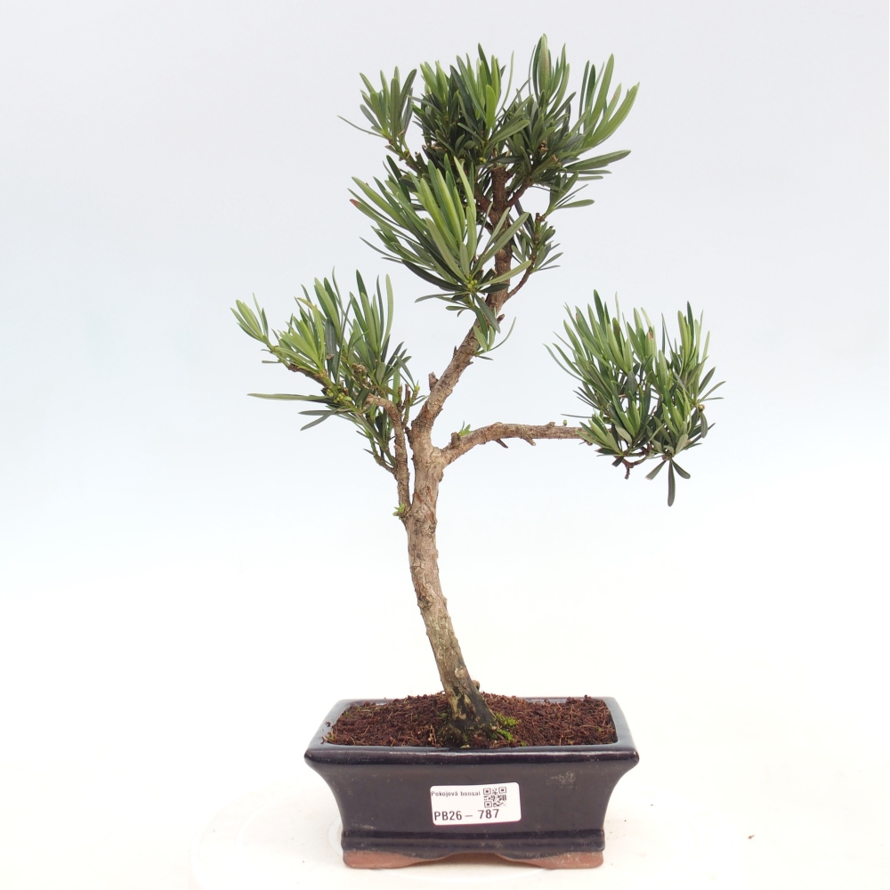 Kamerbonsai - Podocarpus - Taxus