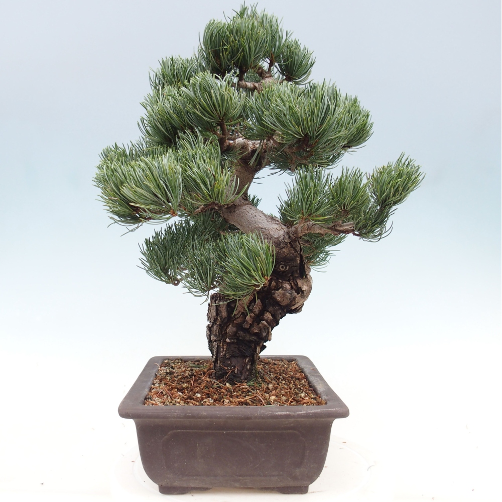 Bonsai voor buiten - Pinus parviflora - Pinus parviflora