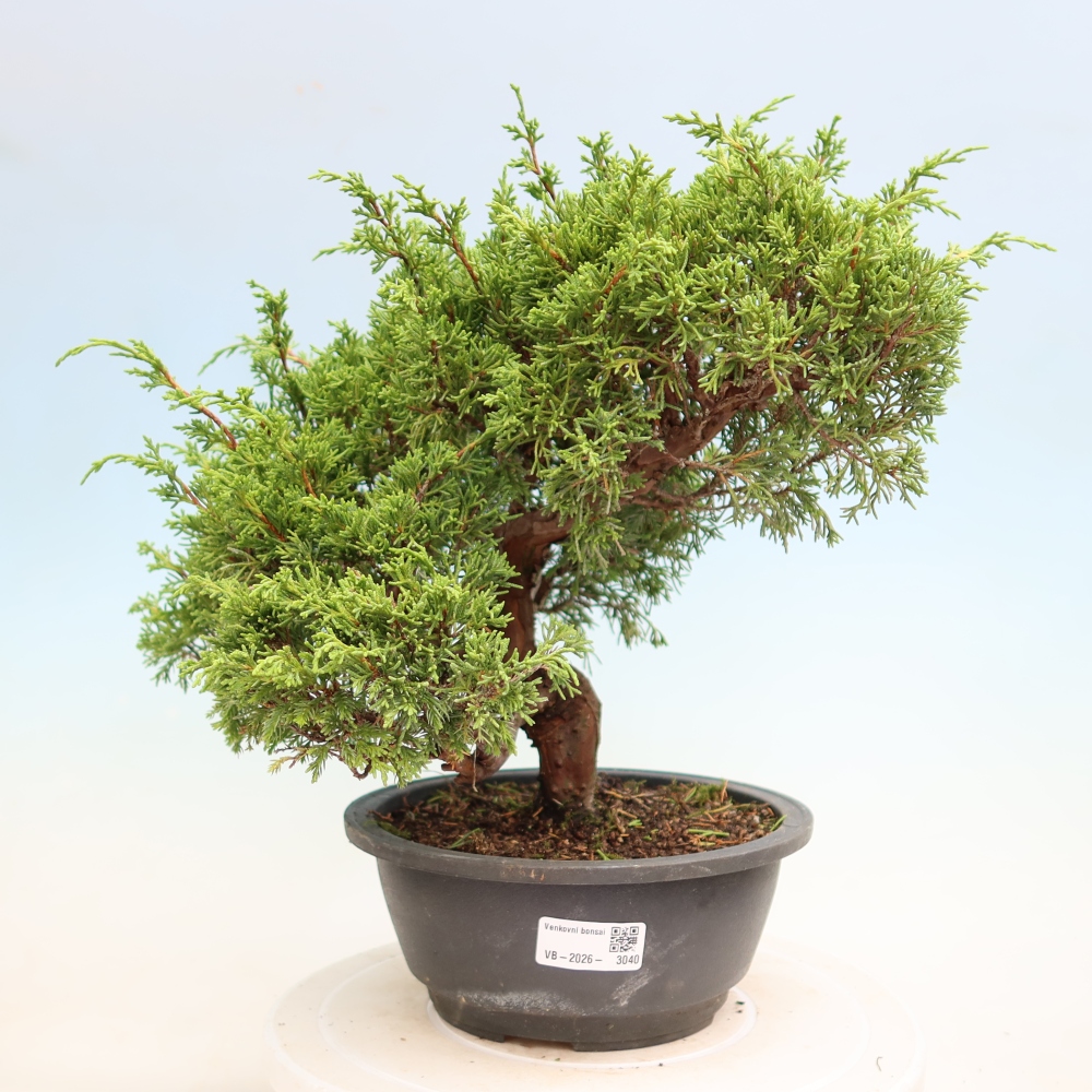 Bonsai voor buiten - Juniperus chinensis Itoigawa-Juniperus chinensis