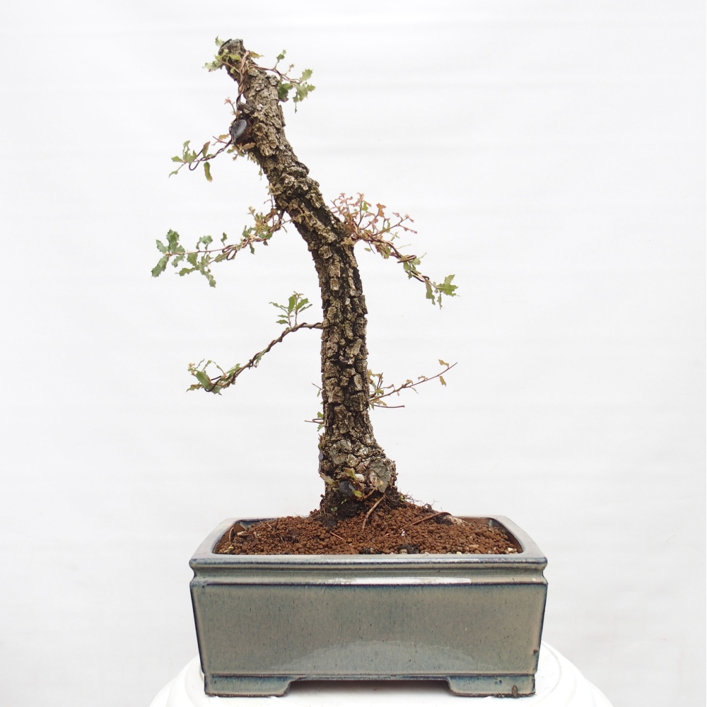 Yamadori - Quercus Ilex -Oakhulst