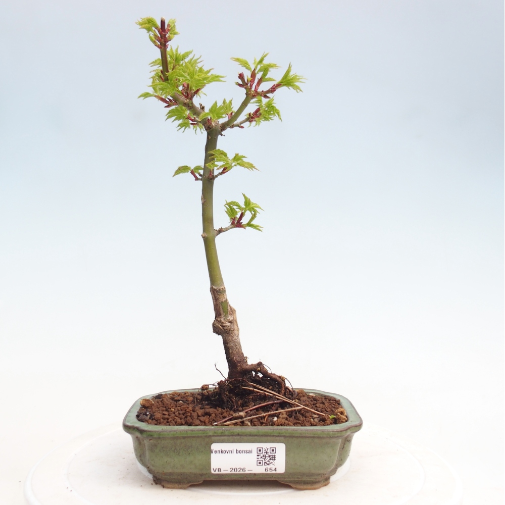 Bonsai voor buiten -Javor kleinbladige SHISHIGASHIRA