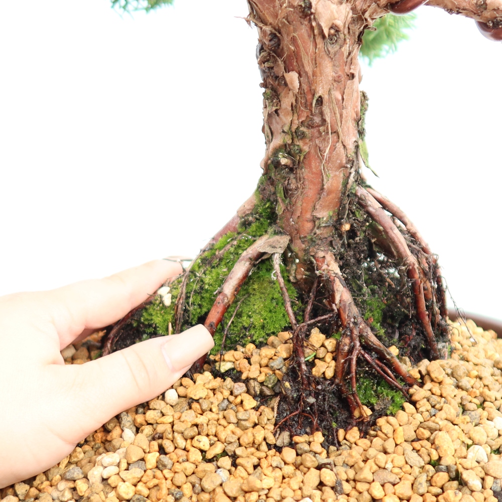 Bonsai voor buiten - Juniperus chinensis Kishu