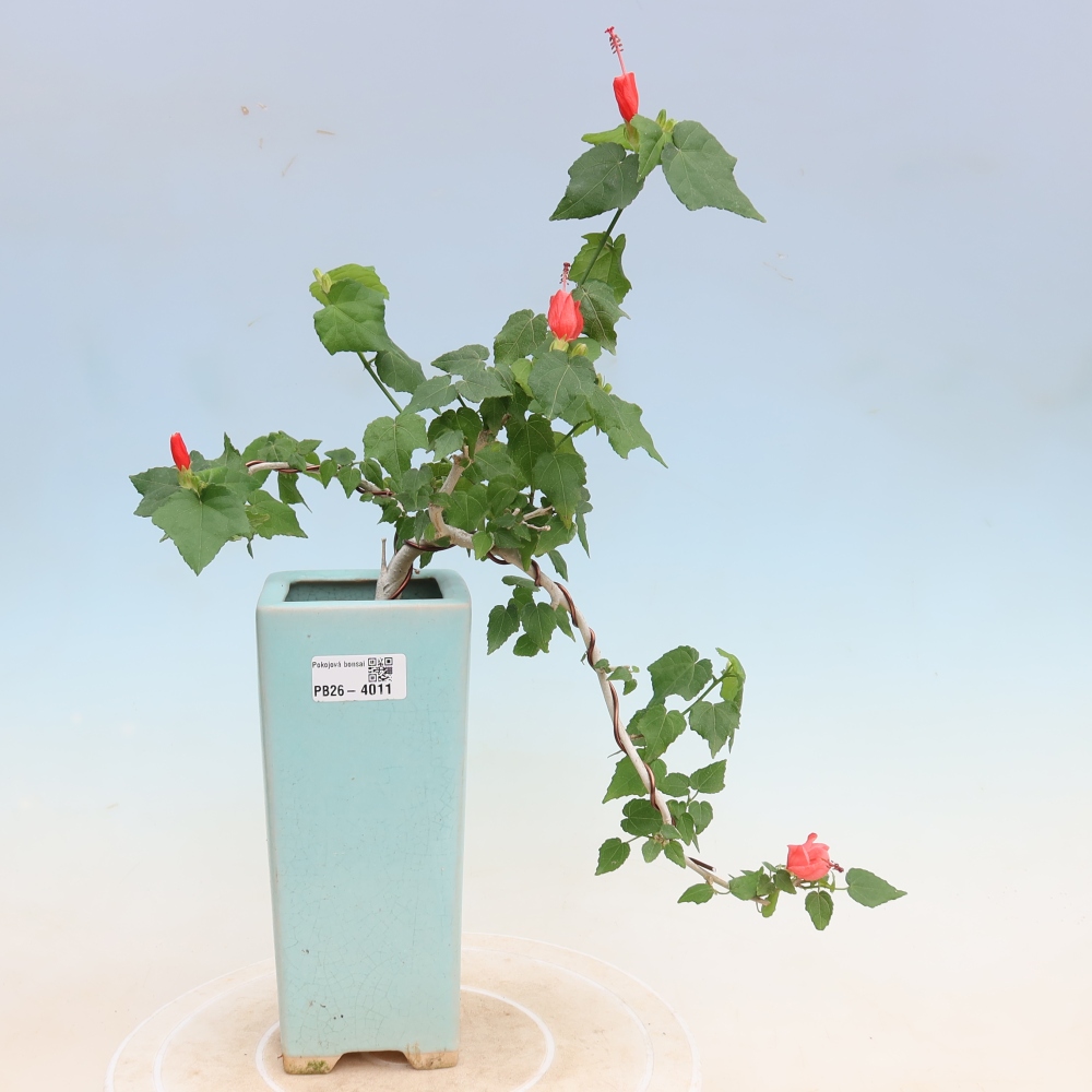 Bonsai voor binnen - Malvaviscus arboreus