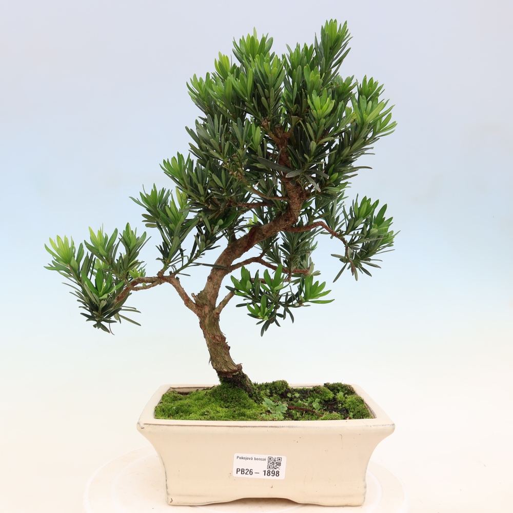 Kamerbonsai - Podocarpus - Taxus