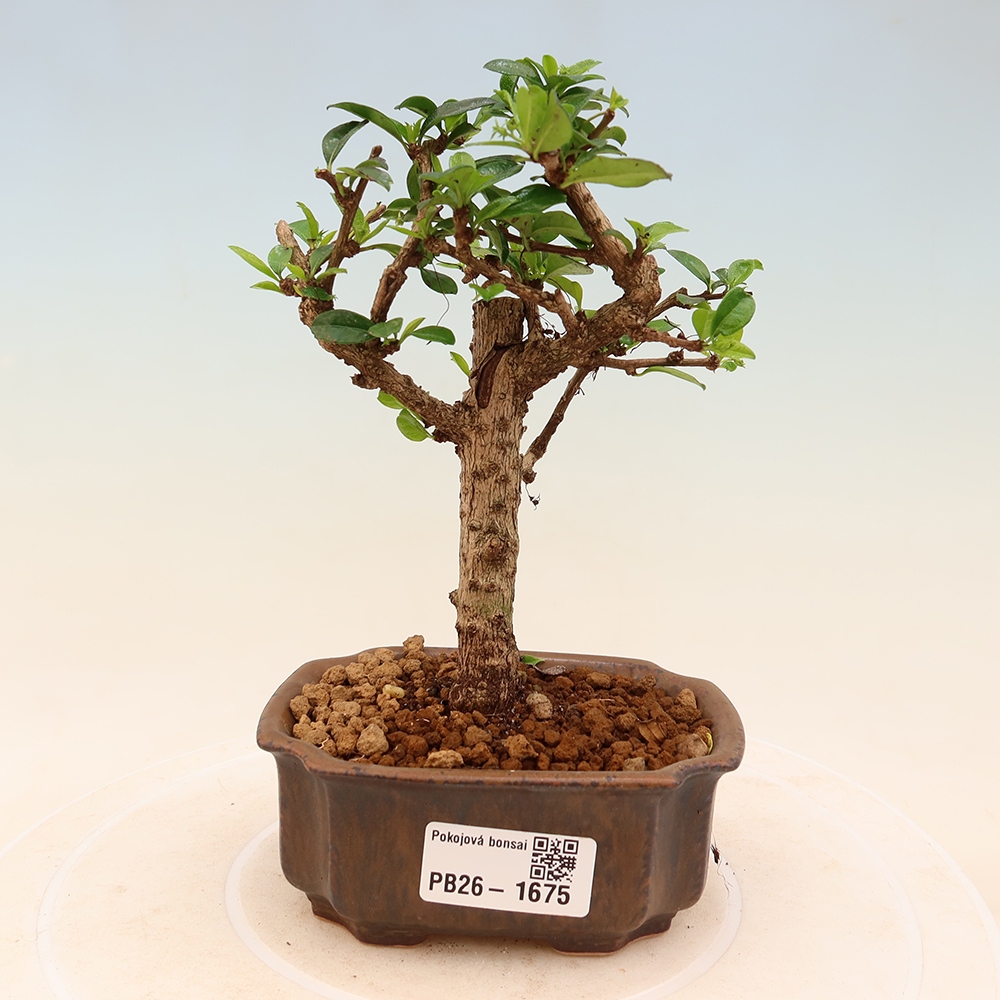 Kamerbonsai - Carmona macrophylla - Thee fuki