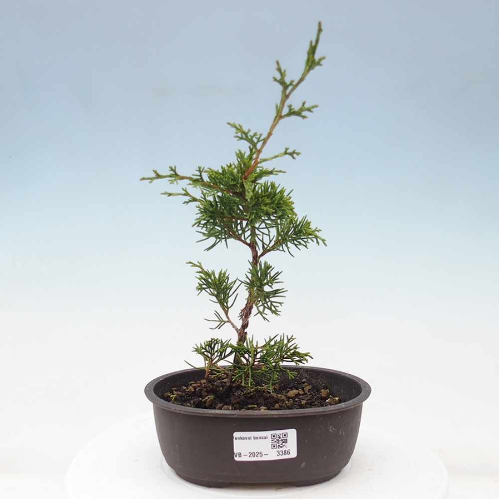 Bonsai voor buiten - Juniperus chinensis Itoigawa