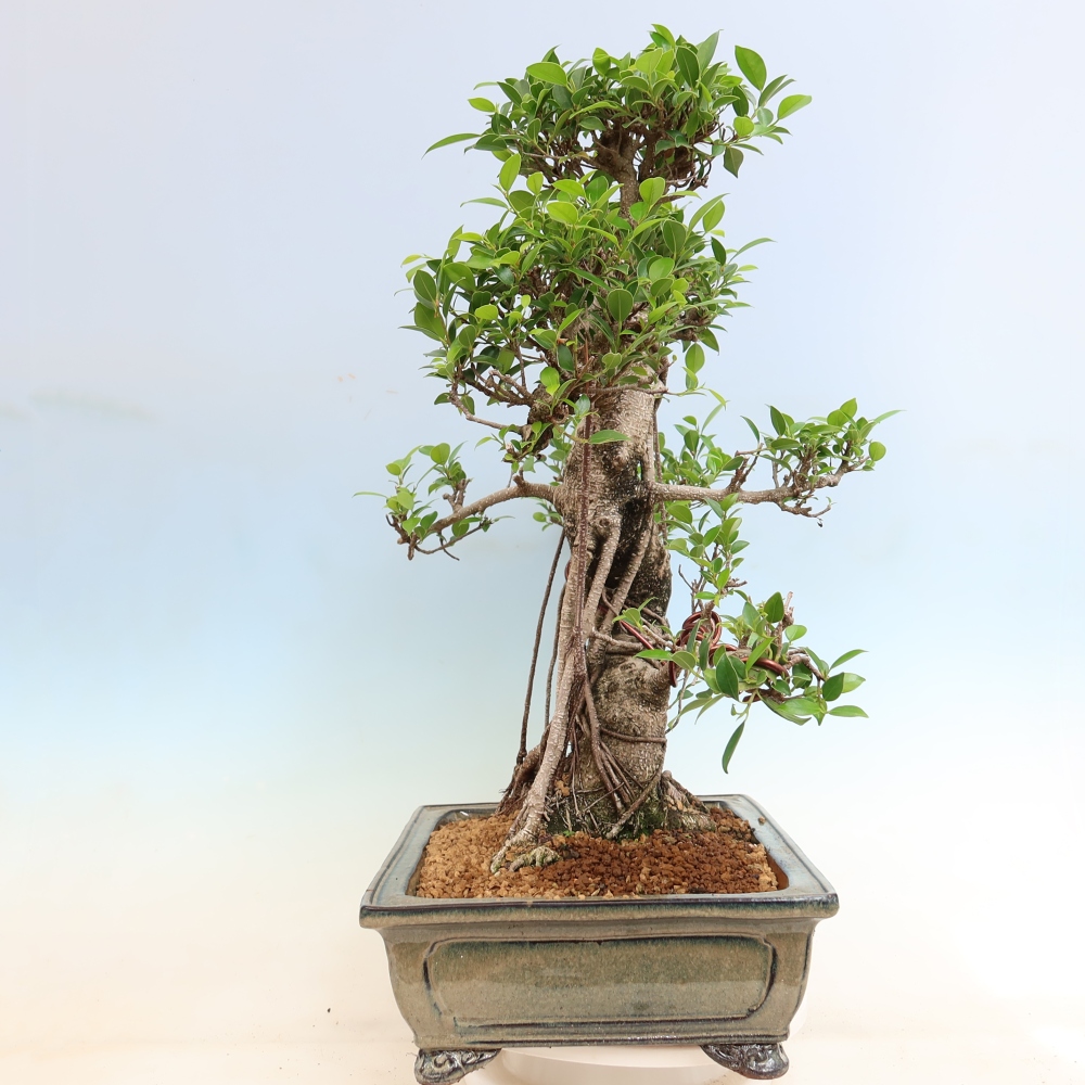 Kamerbonsai - Ficus kimmen - kleinbladige ficus
