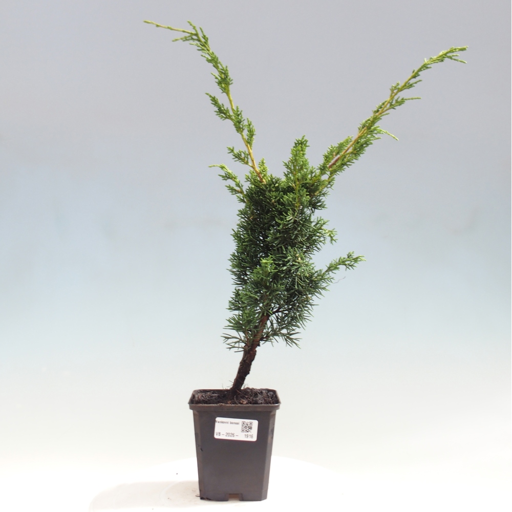 Bonsai voor buiten - Juniperus chinensis Kishu