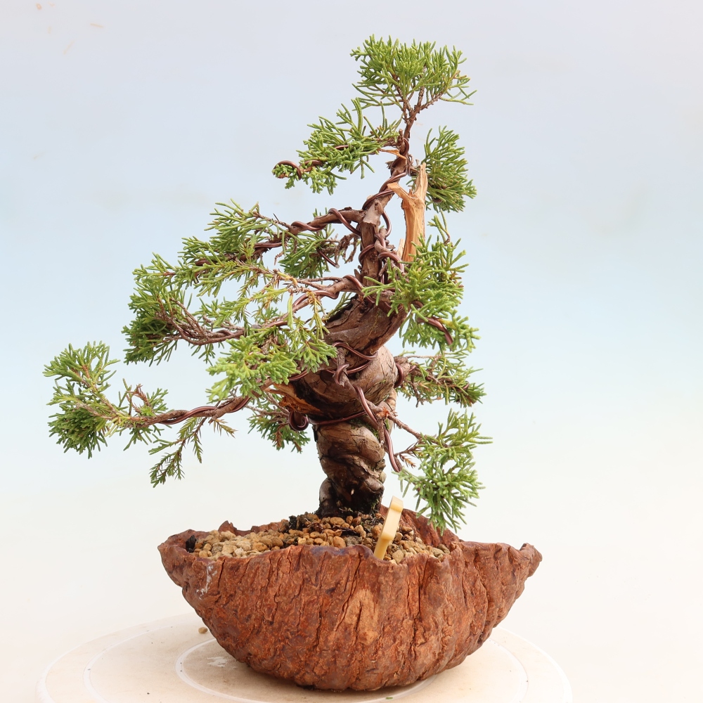 Bonsai voor buiten - Juniperus chinensis Itoigawa-Juniperus chinensis