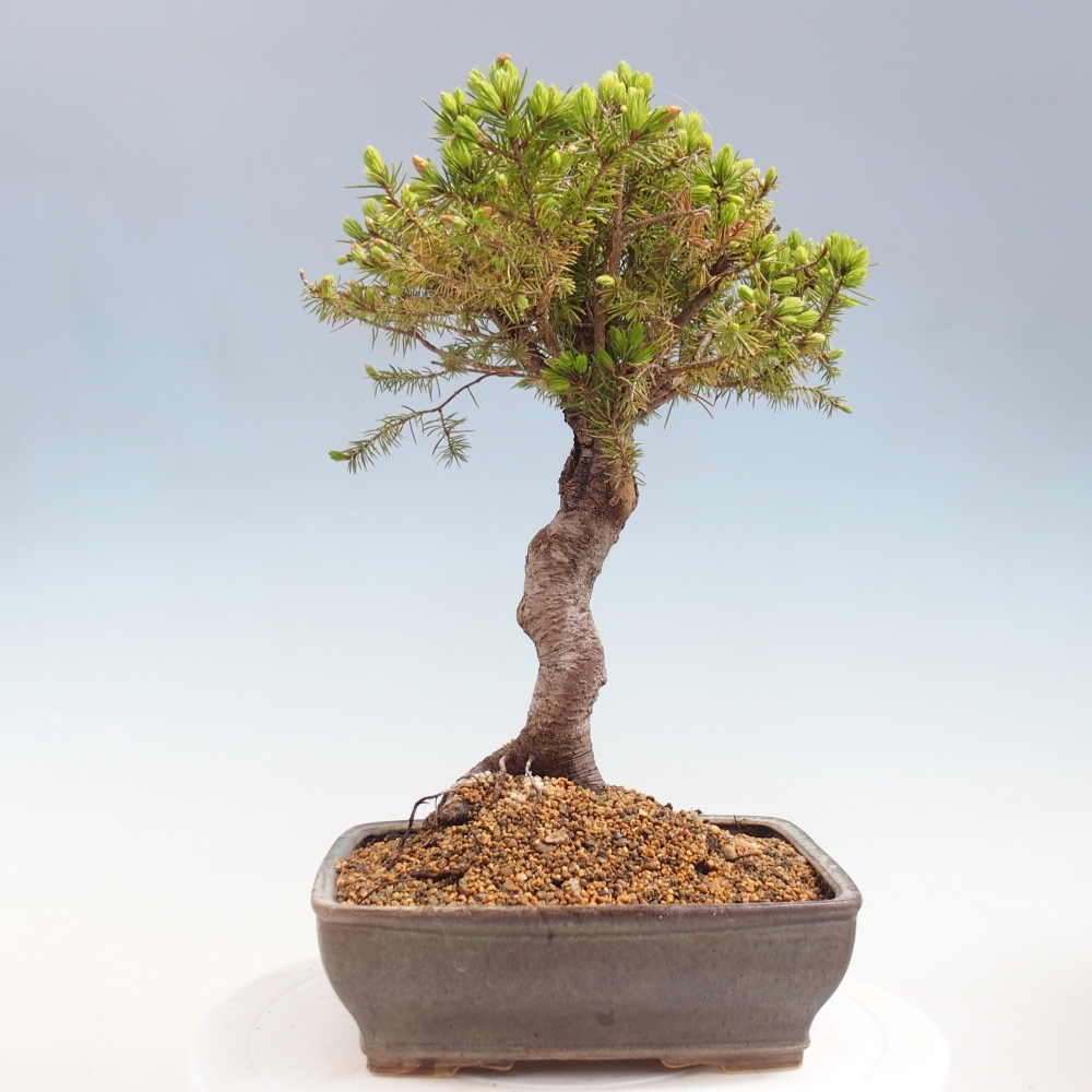 Bonsai voor buiten - Gewone spar - Picea glauca globe