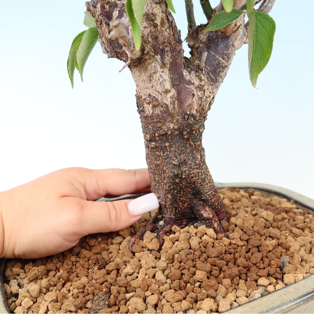 Bonsai voor buiten - Japanse abrikoos - Prunus Mume