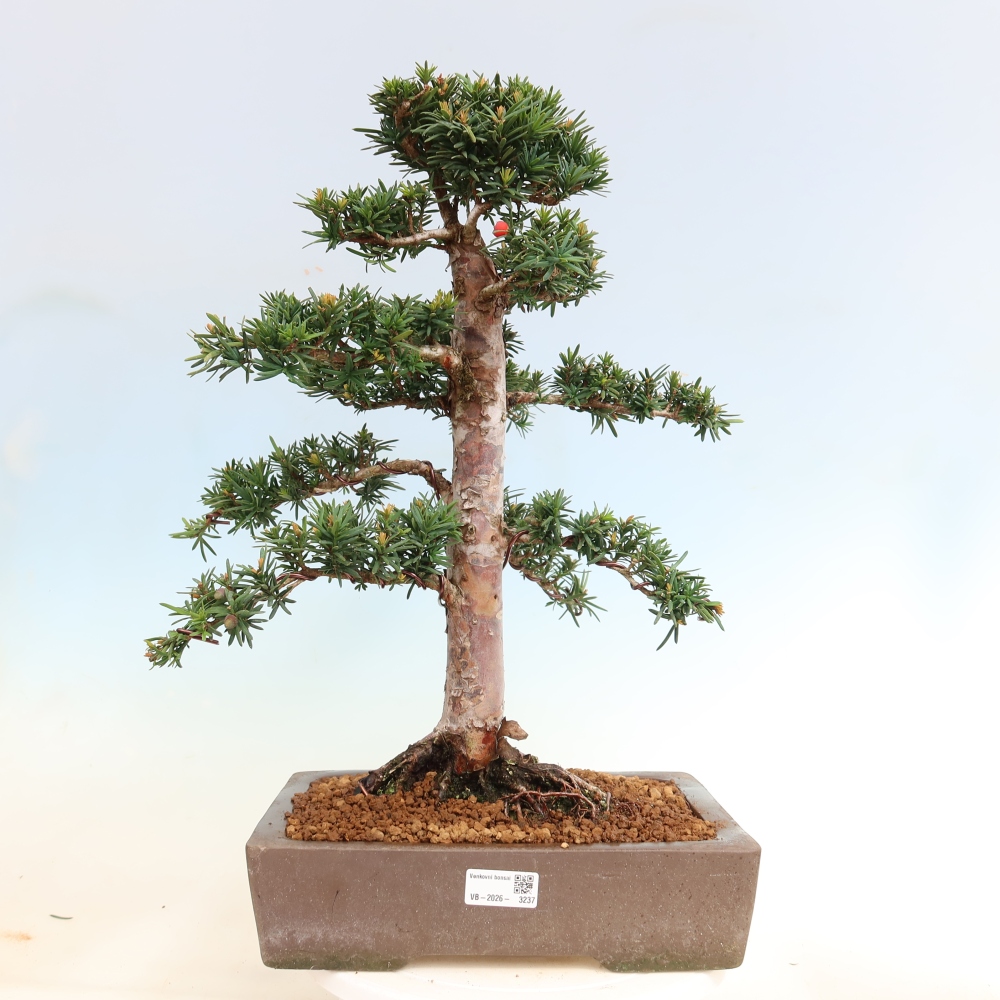 Bonsai voor buiten - Taxus cuspidata - Japanse Taxus
