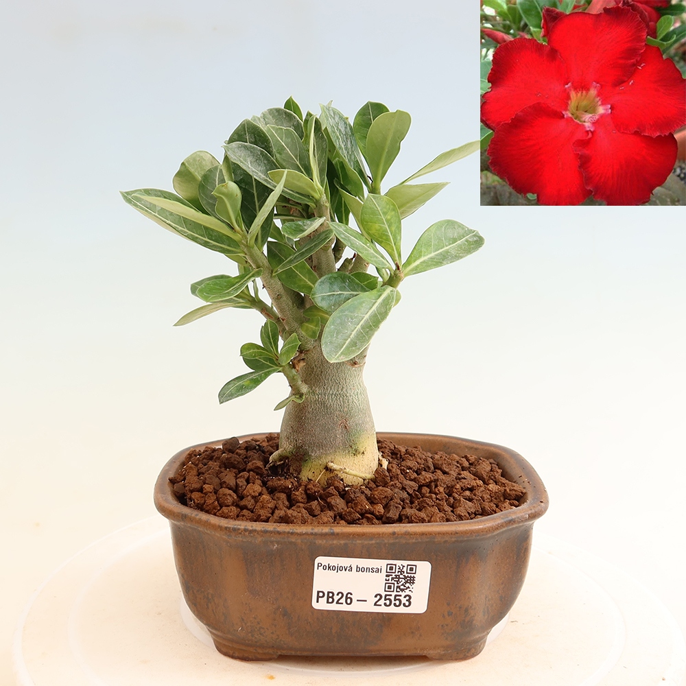 Kamerbonsai - Adenium obesum Red Star - Woestijnroos