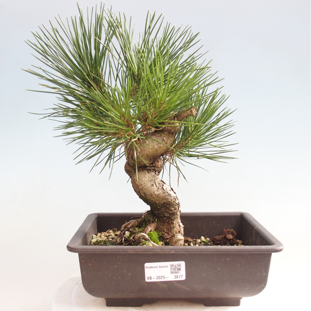 Bonsai voor buiten - Pinus thunbergii - Thunberg den