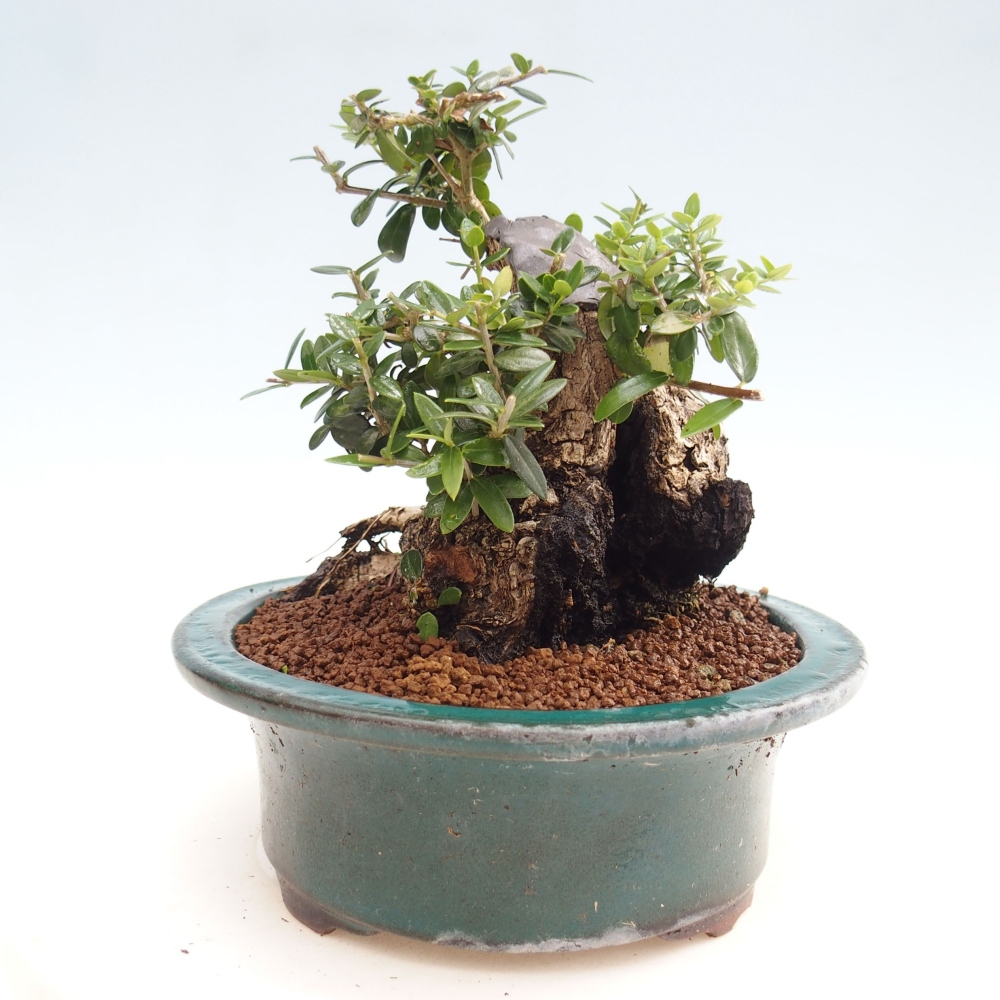 Bonsai voor binnen - Olea europaea sylvestris