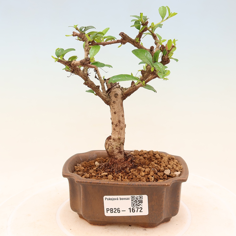 Kamerbonsai - Carmona macrophylla - Thee fuki