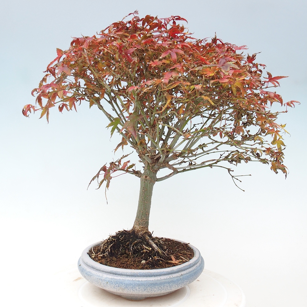 Acer palmatum KIOHIME - Palmeta-esdoorn