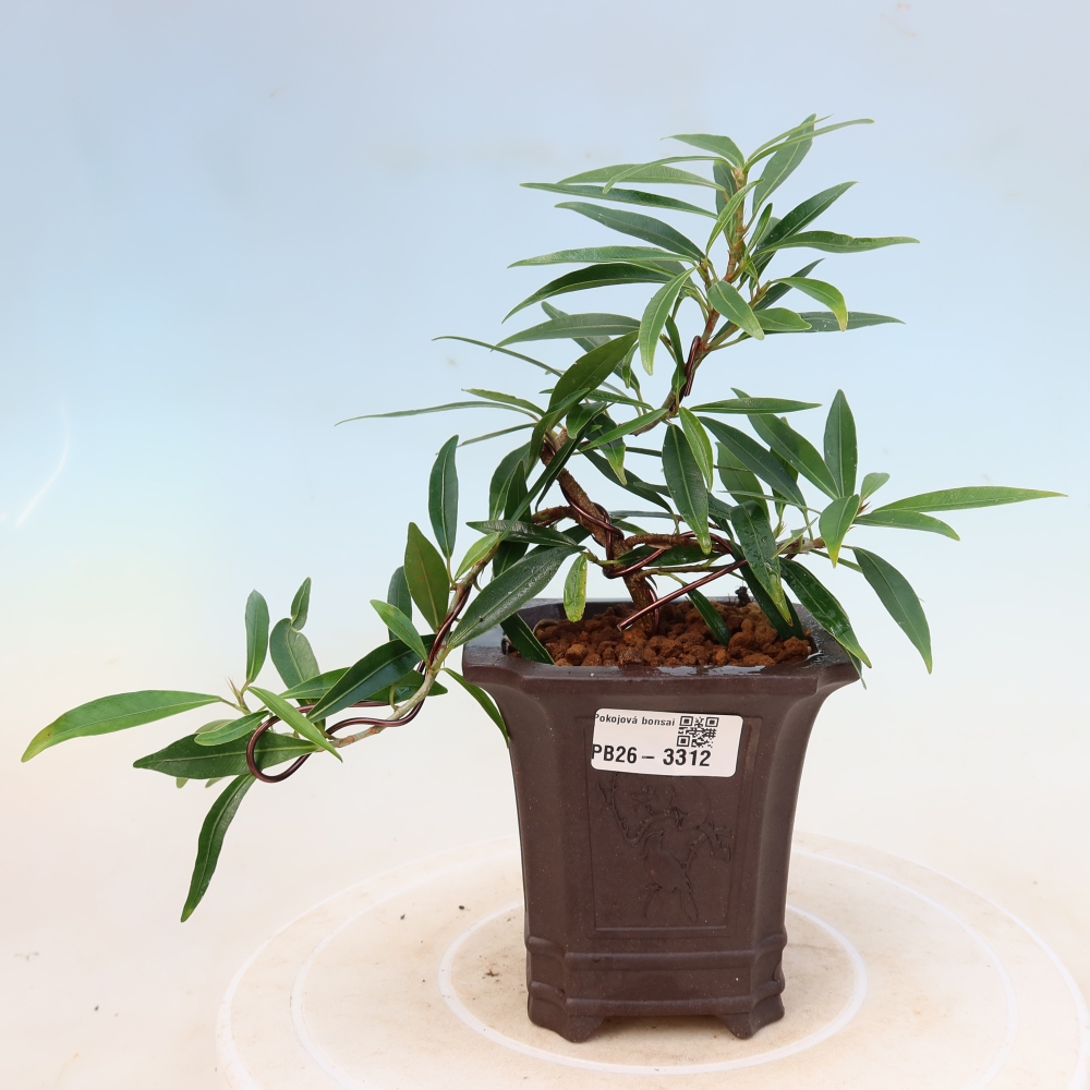 Kamerbonsai - Ficus nerifolia - kleinbladige ficus