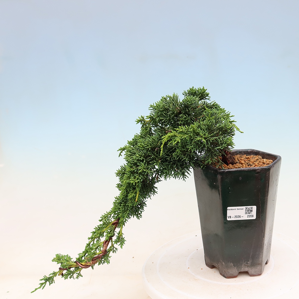 Bonsai voor buiten - Juniperus chinensis Kishu