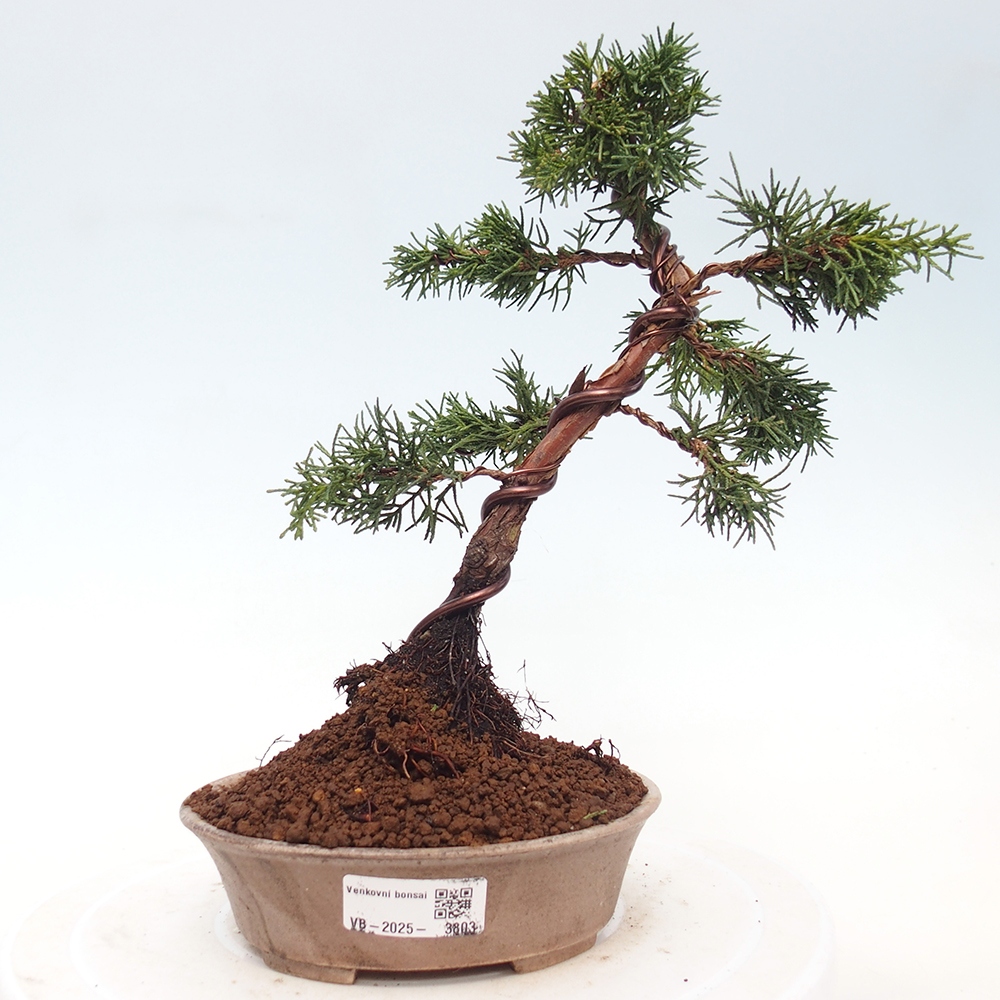 Bonsai voor buiten - Juniperus chinensis Kishu