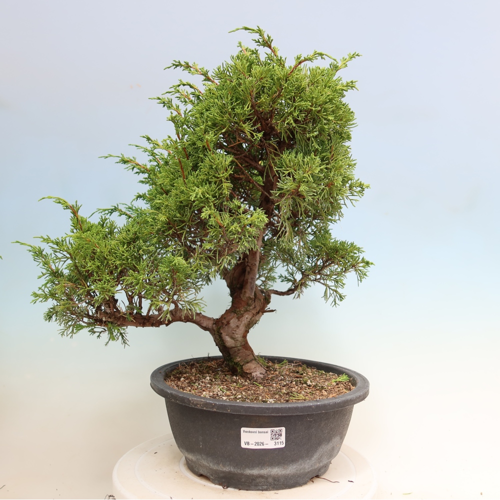 Bonsai voor buiten - Juniperus chinensis Itoigawa-Juniperus chinensis