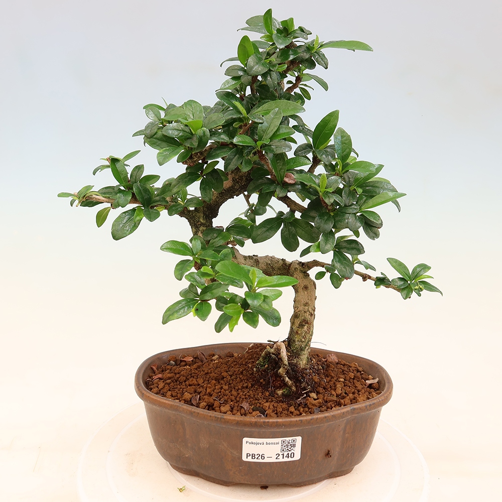 Kamerbonsai - Carmona macrophylla - Thee fuki