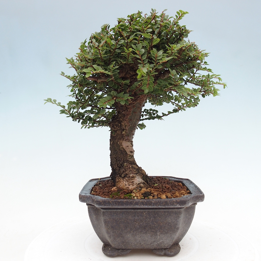 Bonsai voor buiten - Ulmus parvifolia Hokkaido - Chinese iep