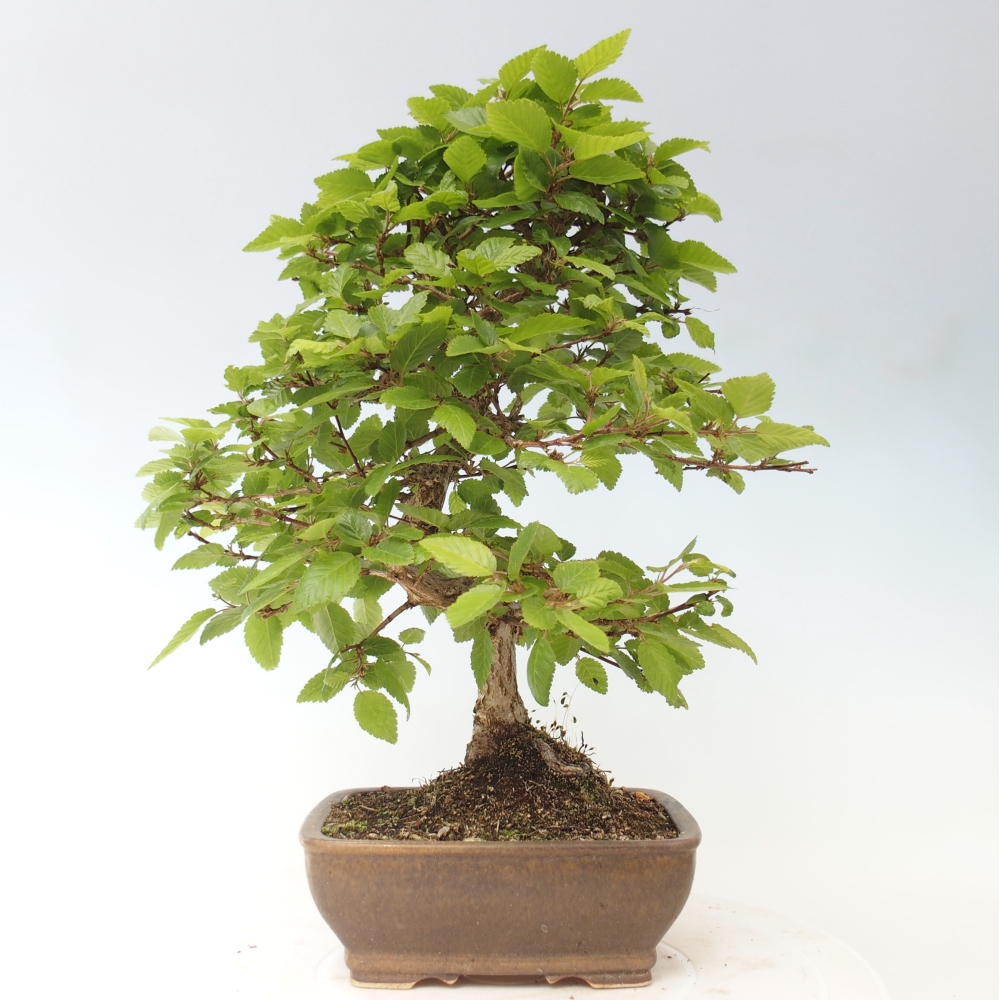 Bonsai voor buiten -Carpinus CARPINOIDES - Koreaanse haagbeuk