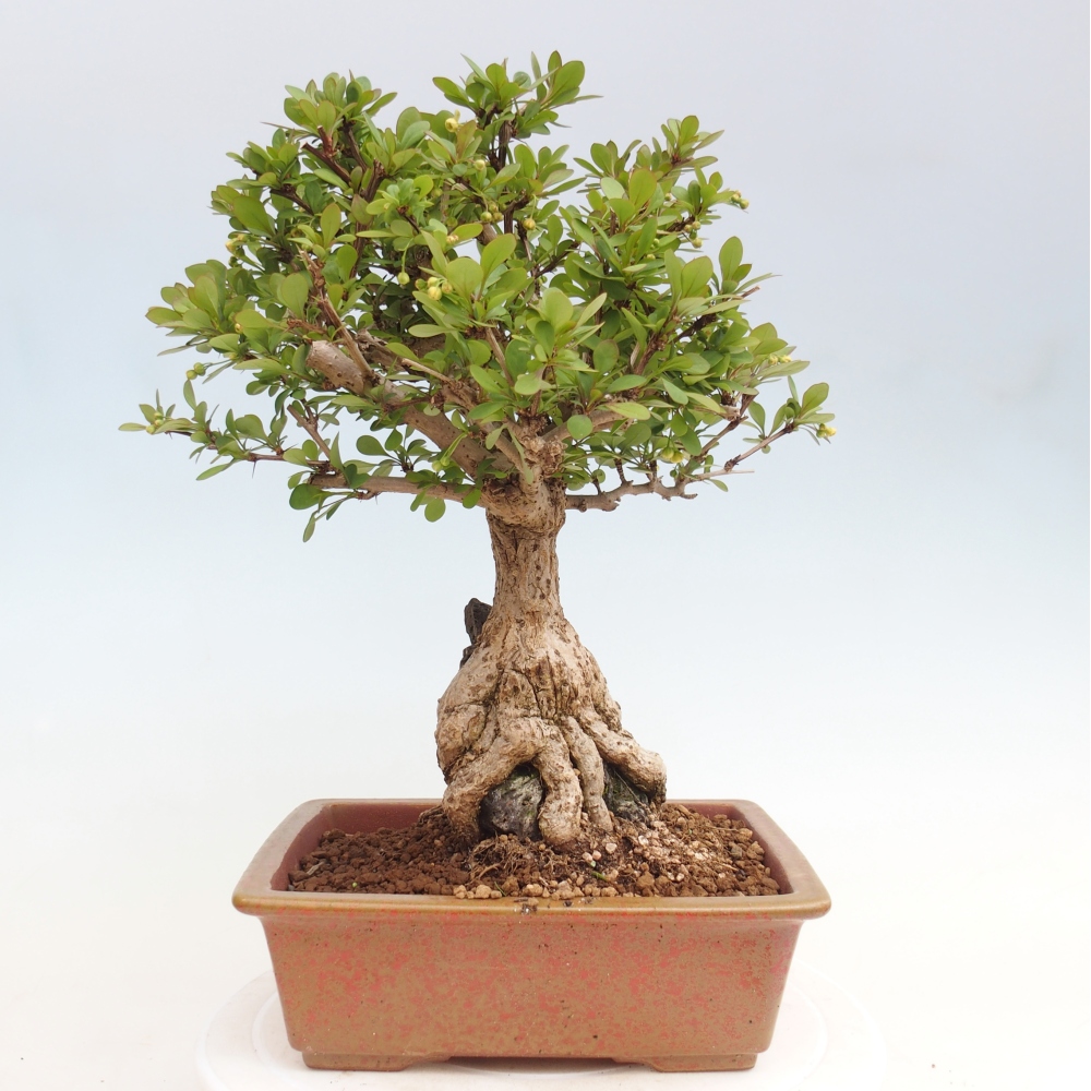Bonsai voor buiten - Berberis coreana