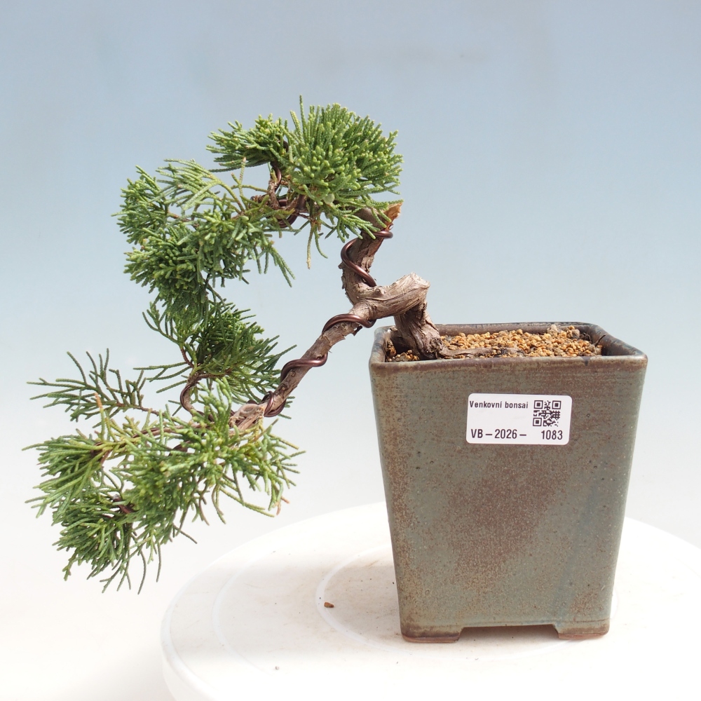 Bonsai voor buiten - Juniperus chinensis Kishu