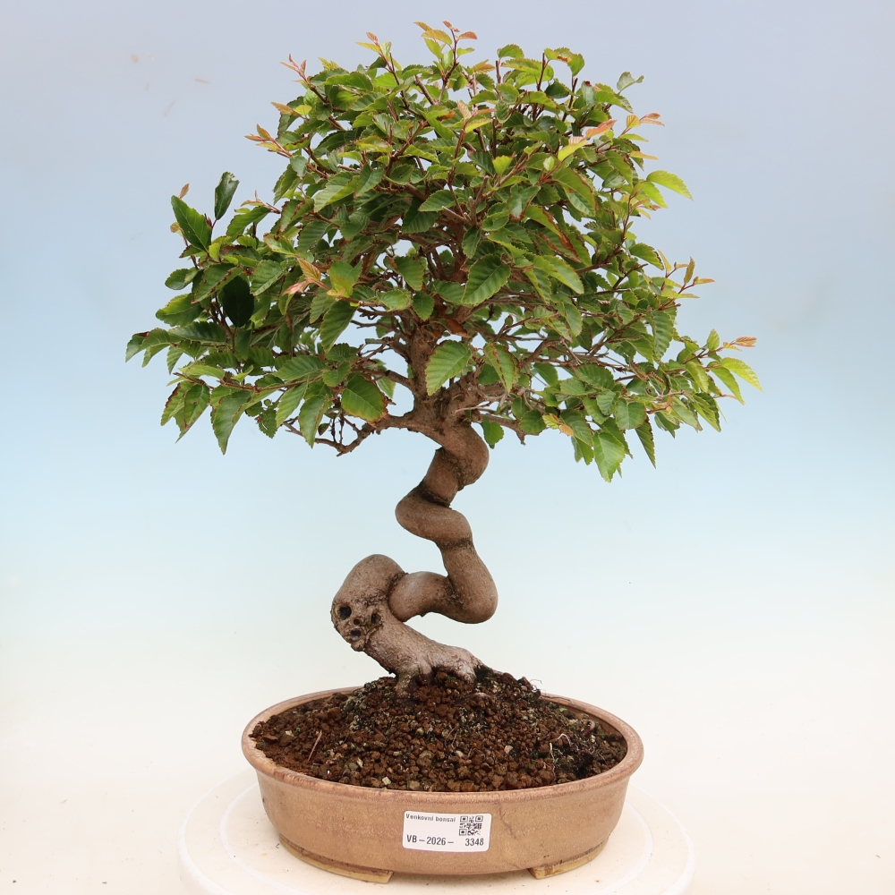 Bonsai voor buiten -Carpinus Coreana - Koreaanse haagbeuk