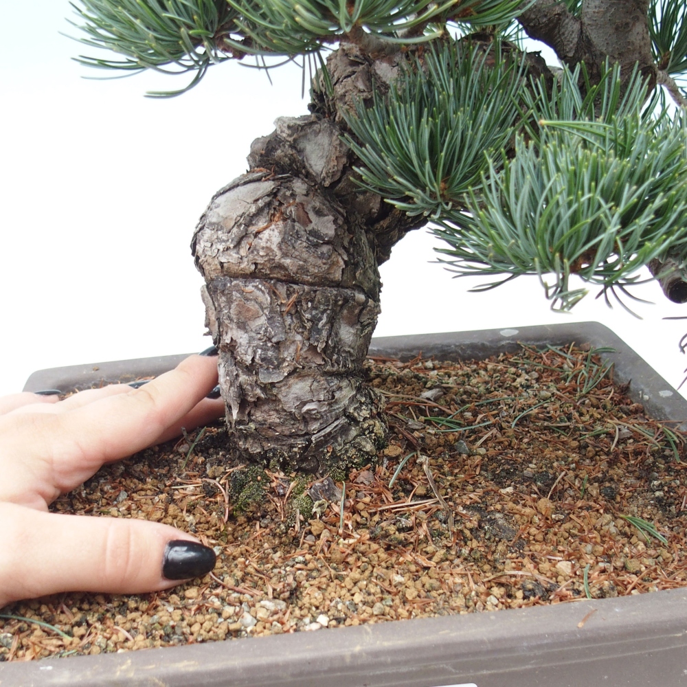 Bonsai voor buiten - Pinus parviflora - Pinus parviflora