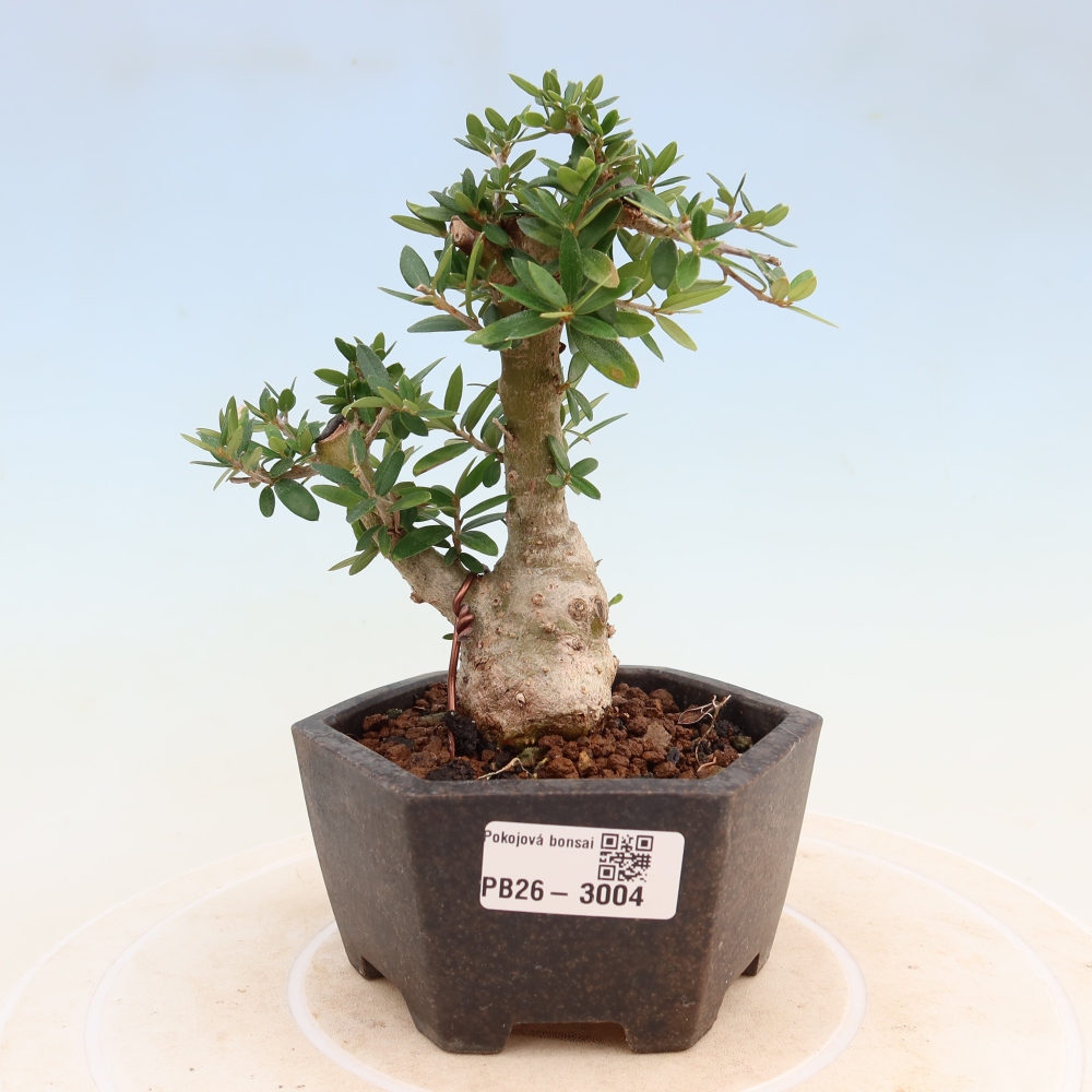 Bonsai voor binnen - Olea europaea sylvestris